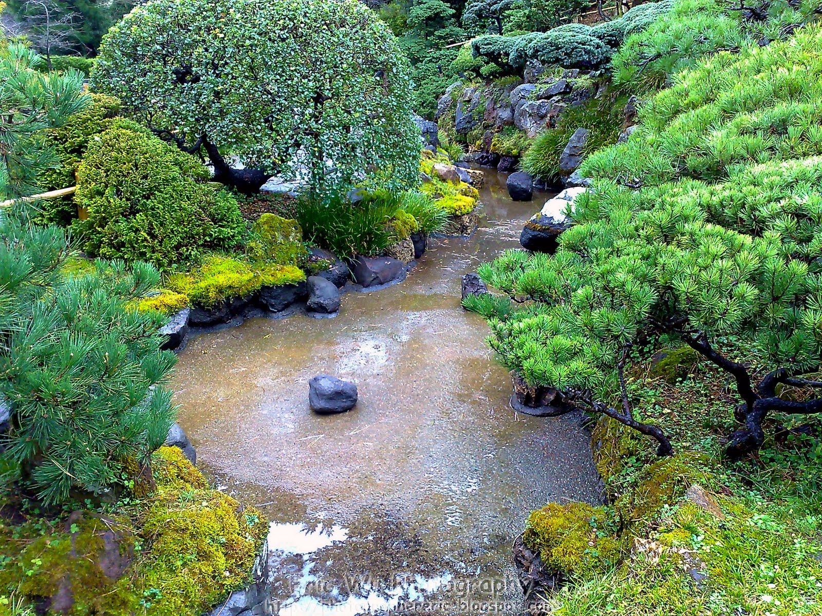 Naturetastic Blog: Japanese Tea Garden in San Francisco