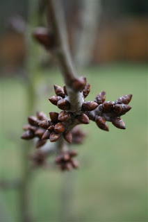 Cherry buds in winter