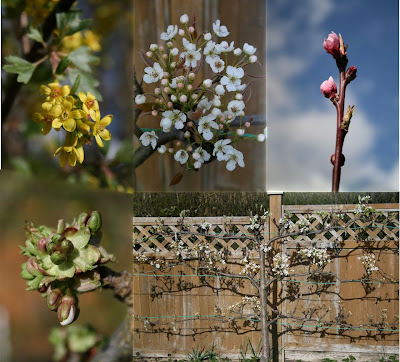 Spring photo mosaic of fruit blossoms