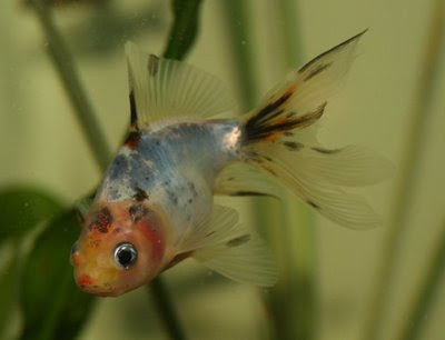 Bubbles goldfish closeup