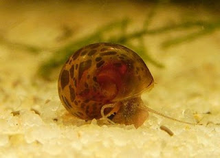 Planorbis aquatic snail