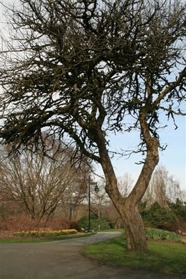 Spooky tree in the Picturesque Shadbolt Centre Grounds