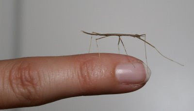 Newly born walking stick bug