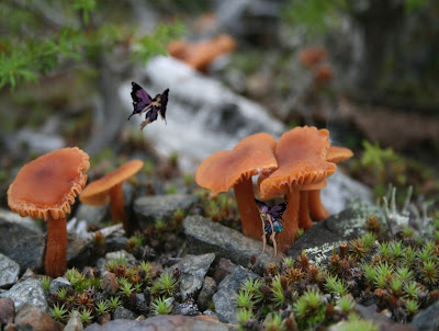 Fairies Playing Hide-and-Seek