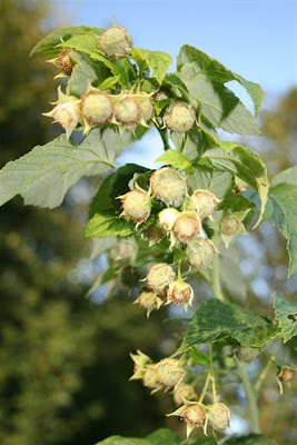 Fall crop of raspberries