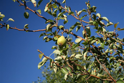 Single Bartlett pear