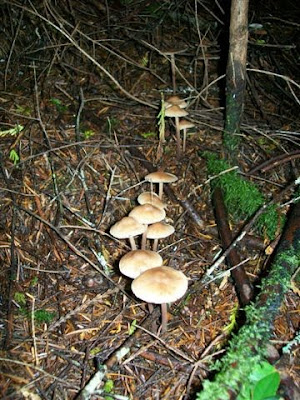 Mushrooms in BC