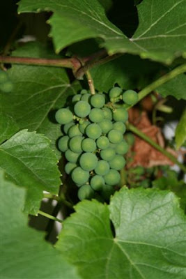 grapes on vine