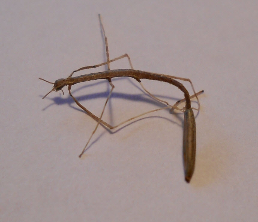 Flowers and Weeds: Stick Bug Unsuccessful Hatching