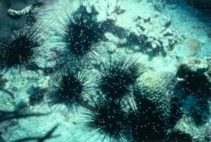 Diadema antillarum