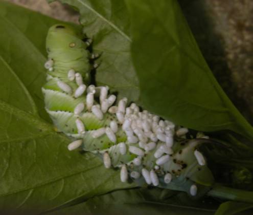 worms look like rice white worms in cats stool car pictures worms look like rice white worms in cats stool car pictures