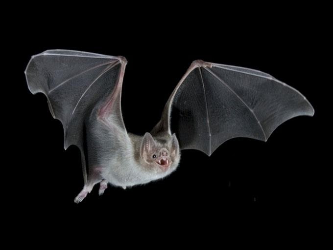 The Evolution of Darwin 2008 Evolution of Vampire Bats A little history