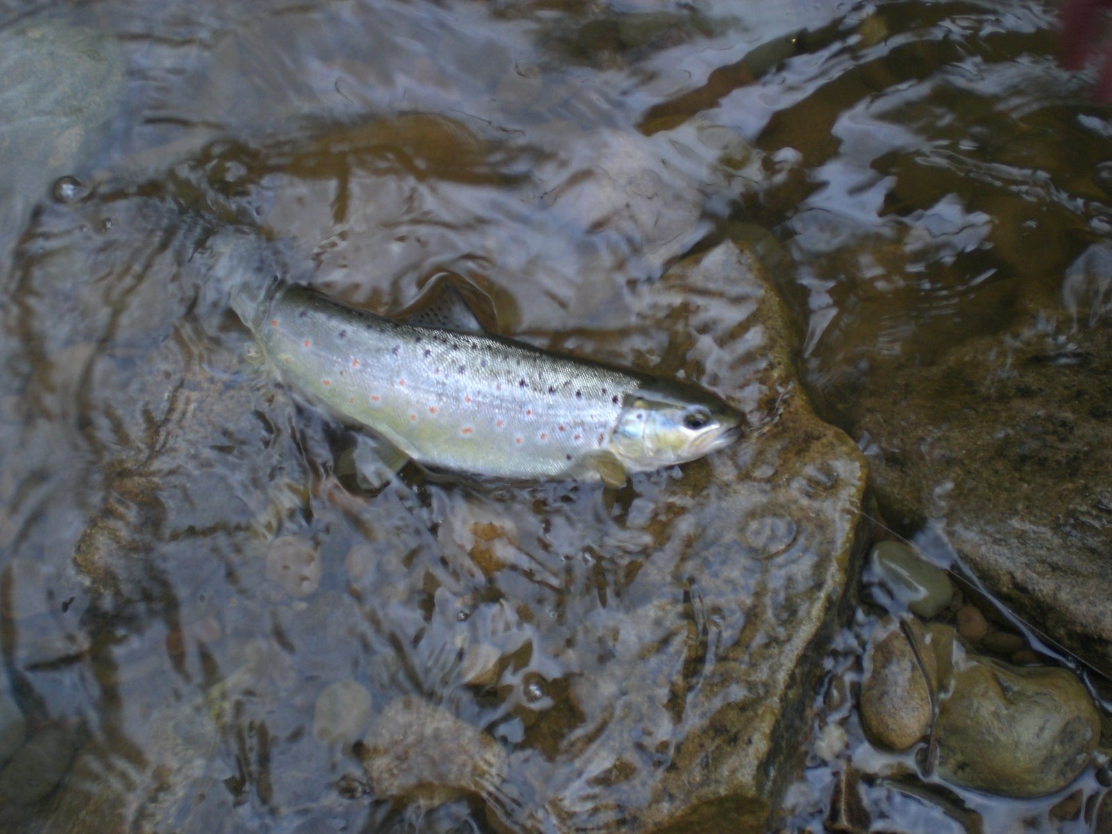 [Evening+Irwell+Session+011.JPG]