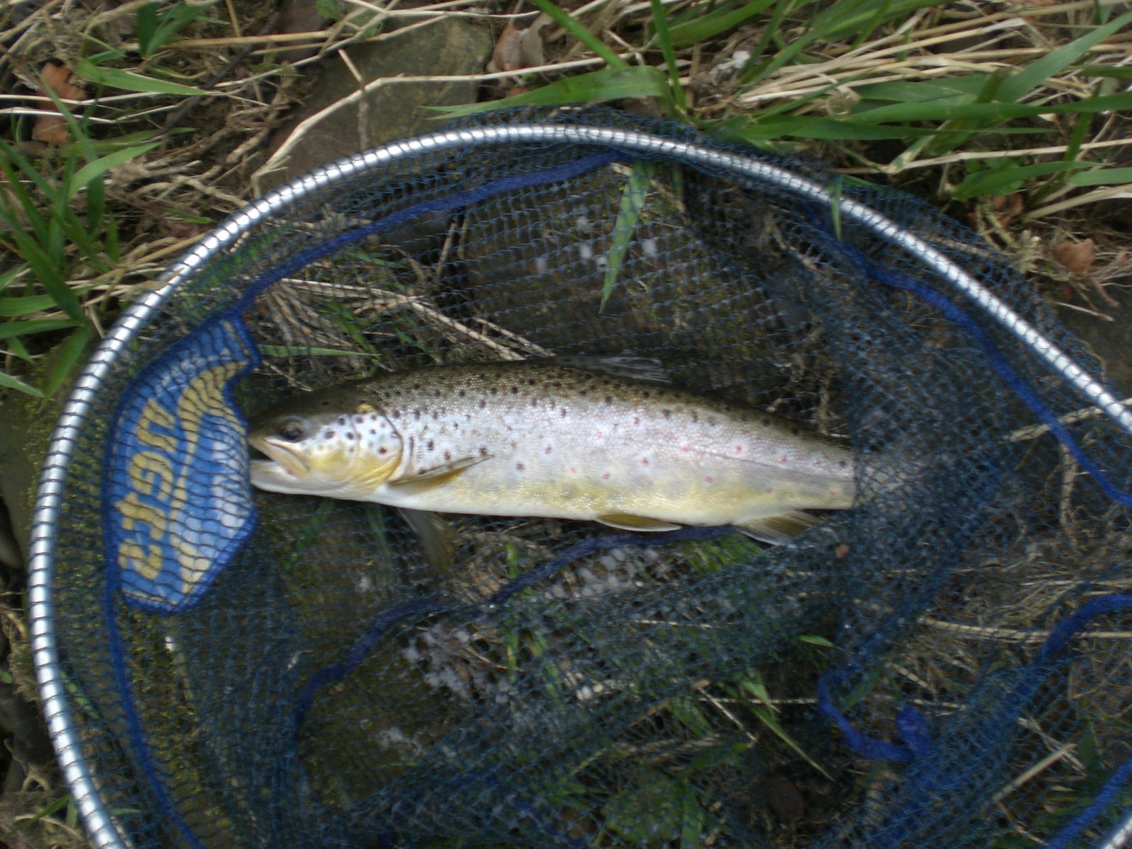 [First+River+Trout+On+Fly+003.JPG]