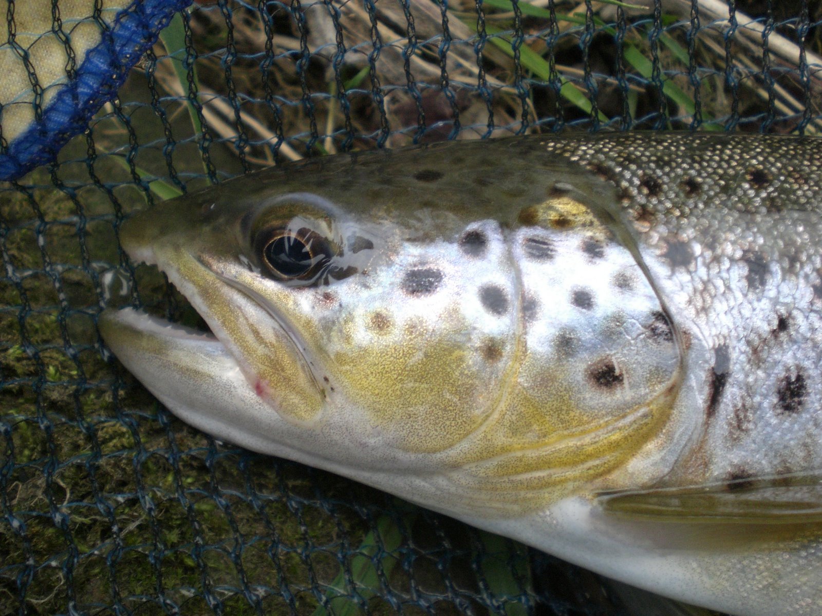 [First+River+Trout+On+Fly+004.JPG]