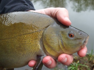 [On_Golden_Pond_004.jpg]