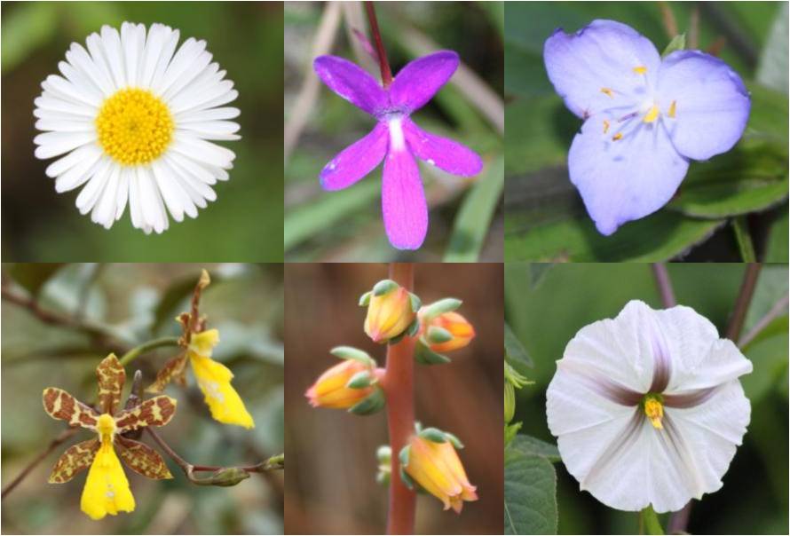 ESTRUCTURA DE LAS PLANTAS ANGIOSPERMAS estructura de las plantas angiospermas: