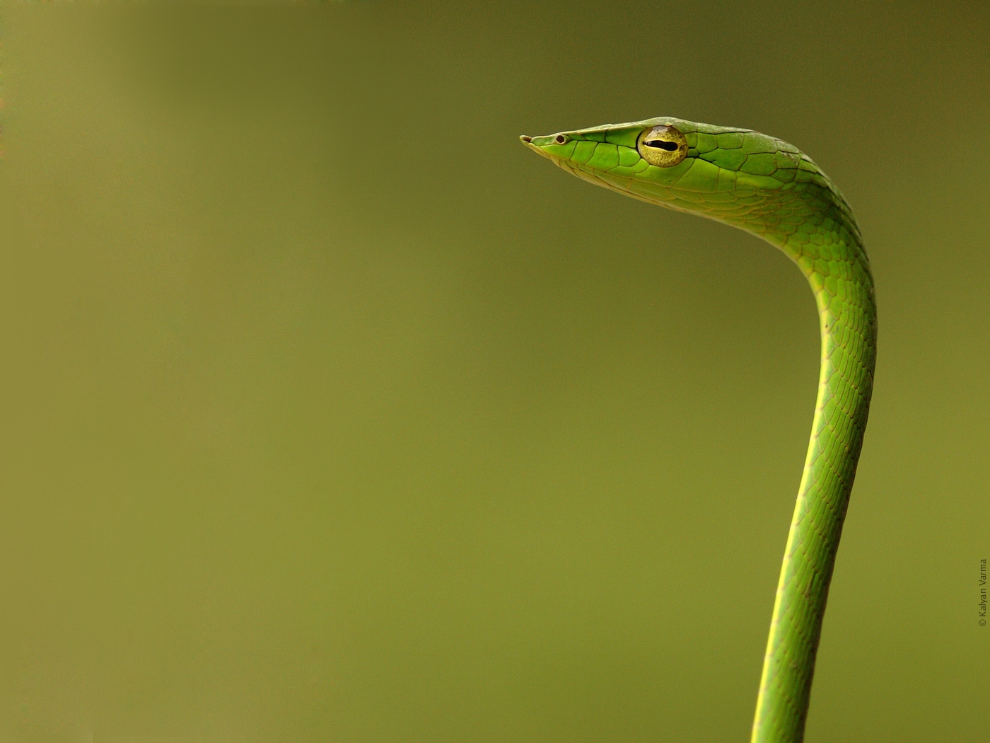 Beautiful Snake Wallpaper, Snake with Bird Wallpaper Beautiful Snake Wallpaper, Snake with Bird Wallpaper