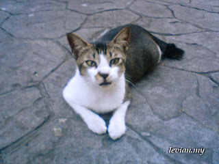 Cat (SE g705)
