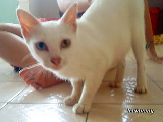 Cat (SE g705)