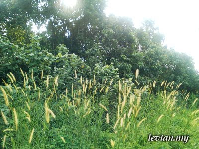 Grass (SE f100i)