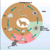 Siklus+hidup+cacing+tambang