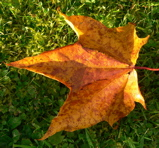 My Photo