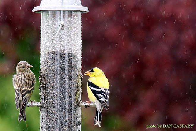 GOLDFINCHES IN THE RAIN JUNE 2