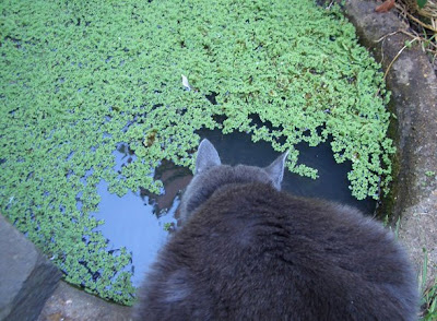 Pasadena Mansions: March 2009