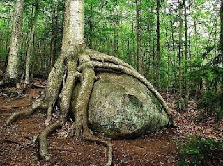 STRANGE TREE UNIQUE, IN THE FORM OF ANIMAL AND HUMAN FACE