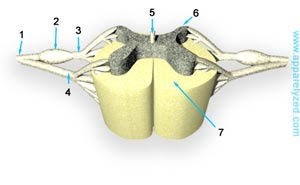 HEALTH FOR LIFE: Spinal Cord Anatomy