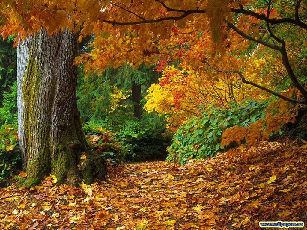 http://4.bp.blogspot.com/_fpS0993WVEA/THd2WV6d3WI/AAAAAAAABUk/e_NnsdrCJYg/s1600/fall-of-autumn-leaves-wallpaper.jpg