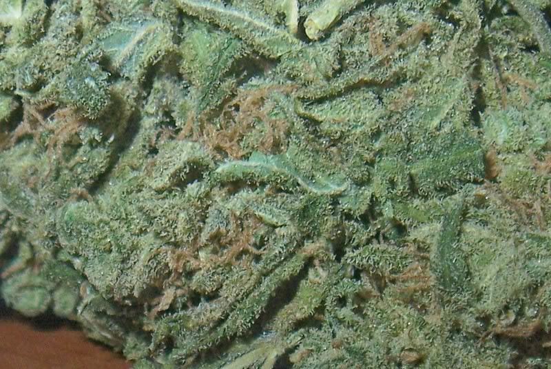 Hydro Blue Dream
