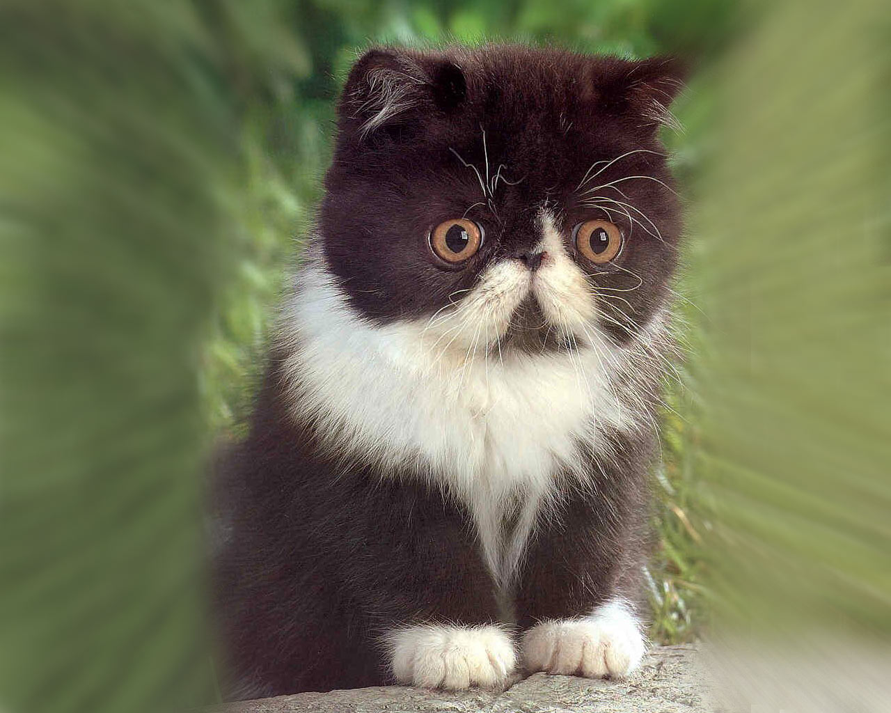 cute baby kittens