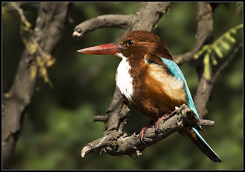 White Throated Kingfisher
