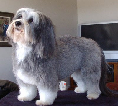 sonrisas havanese pictures of havanese haircuts breeds picture sonrisas havanese pictures of havanese haircuts breeds picture