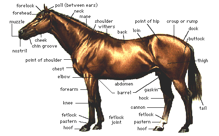 Parts of the Horse