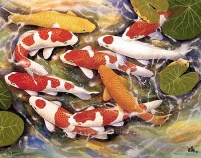 Koi Goldfish