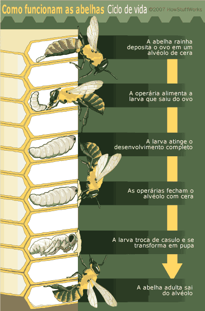 [bee-life-cycle.gif]
