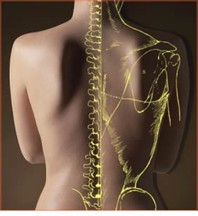 Chiropractic science