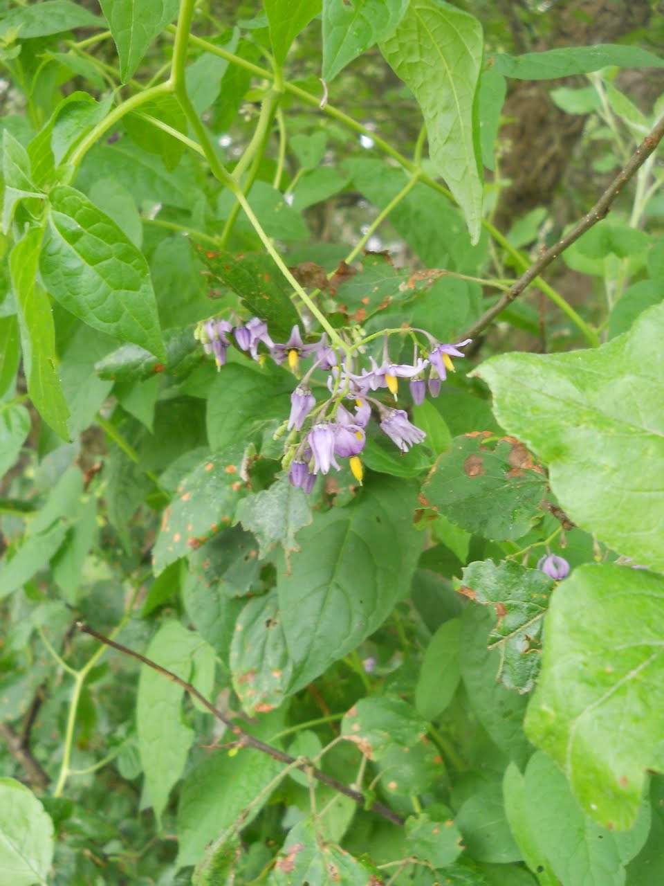 Canoe Corner Wildflowers Or Weeds These Plants Surround My Le Orchard Climbing Up And Around They Have Small Purple Flowers Red Berries In Fall Almost Sounds Kind Of Nice