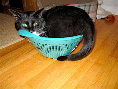 digaleri.com: 99 Foto Kucing Cantik, Imut dan Lucu! foto kucing imut, lucu, cantik