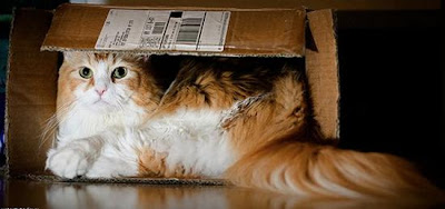 digaleri.com: 99 Foto Kucing Cantik, Imut dan Lucu! foto kucing imut, lucu, cantik