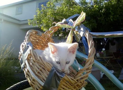 digaleri.com: 99 Foto Kucing Cantik, Imut dan Lucu! foto kucing imut, lucu, cantik