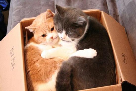 digaleri.com: 99 Foto Kucing Cantik, Imut dan Lucu!