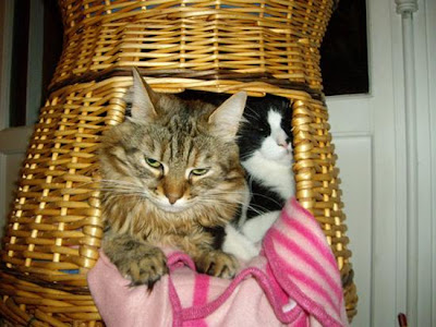 digaleri.com: 99 Foto Kucing Cantik, Imut dan Lucu! foto kucing imut, lucu, cantik