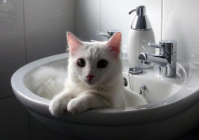 digaleri.com: 99 Foto Kucing Cantik, Imut dan Lucu! foto kucing imut, lucu, cantik