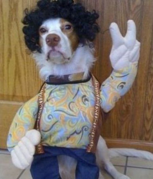 Dogs Dressed Up 53 Pics Curious, Funny Photos / Pictures
