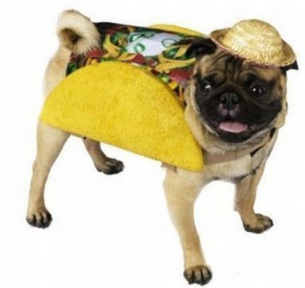 Dogs Dressed Up 53 Pics Curious, Funny Photos / Pictures