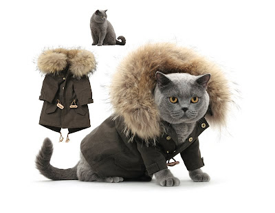 fashionable-cats-03.